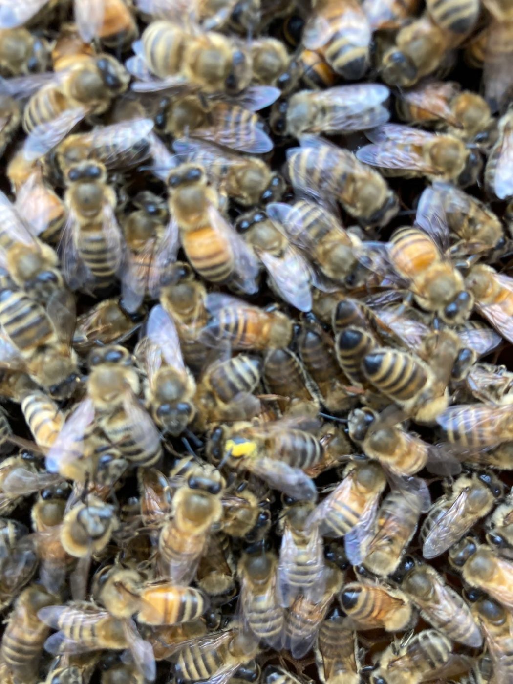 Abeilles du rucher de la Fermette