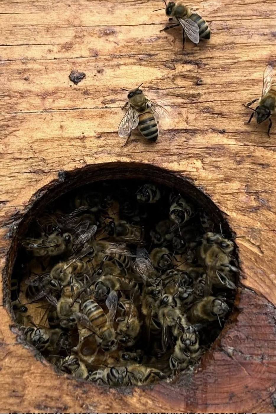 Abeilles à l’entrée d’une ruche
