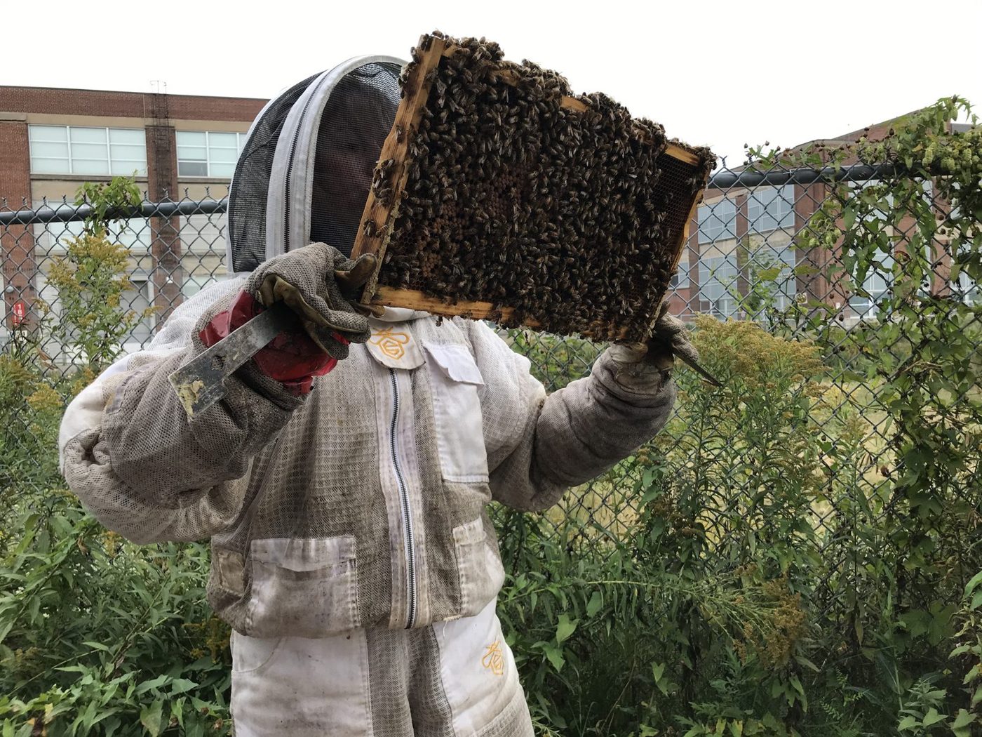 A volunteer beekeeper lifts a frame covered in bees