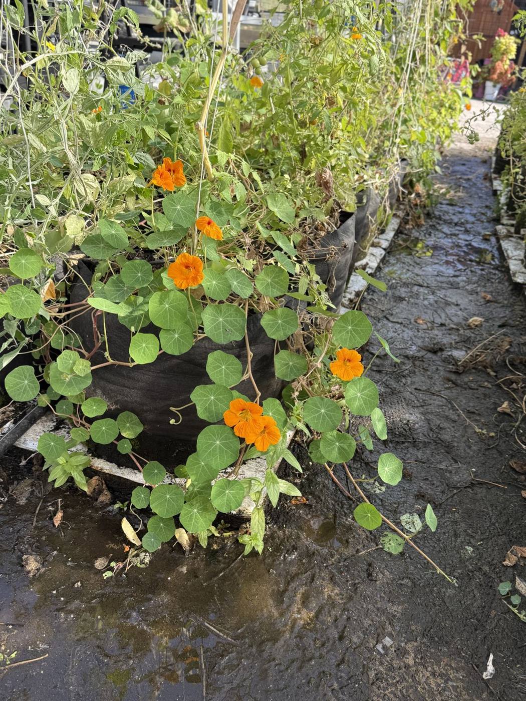 Capucines dans la serre