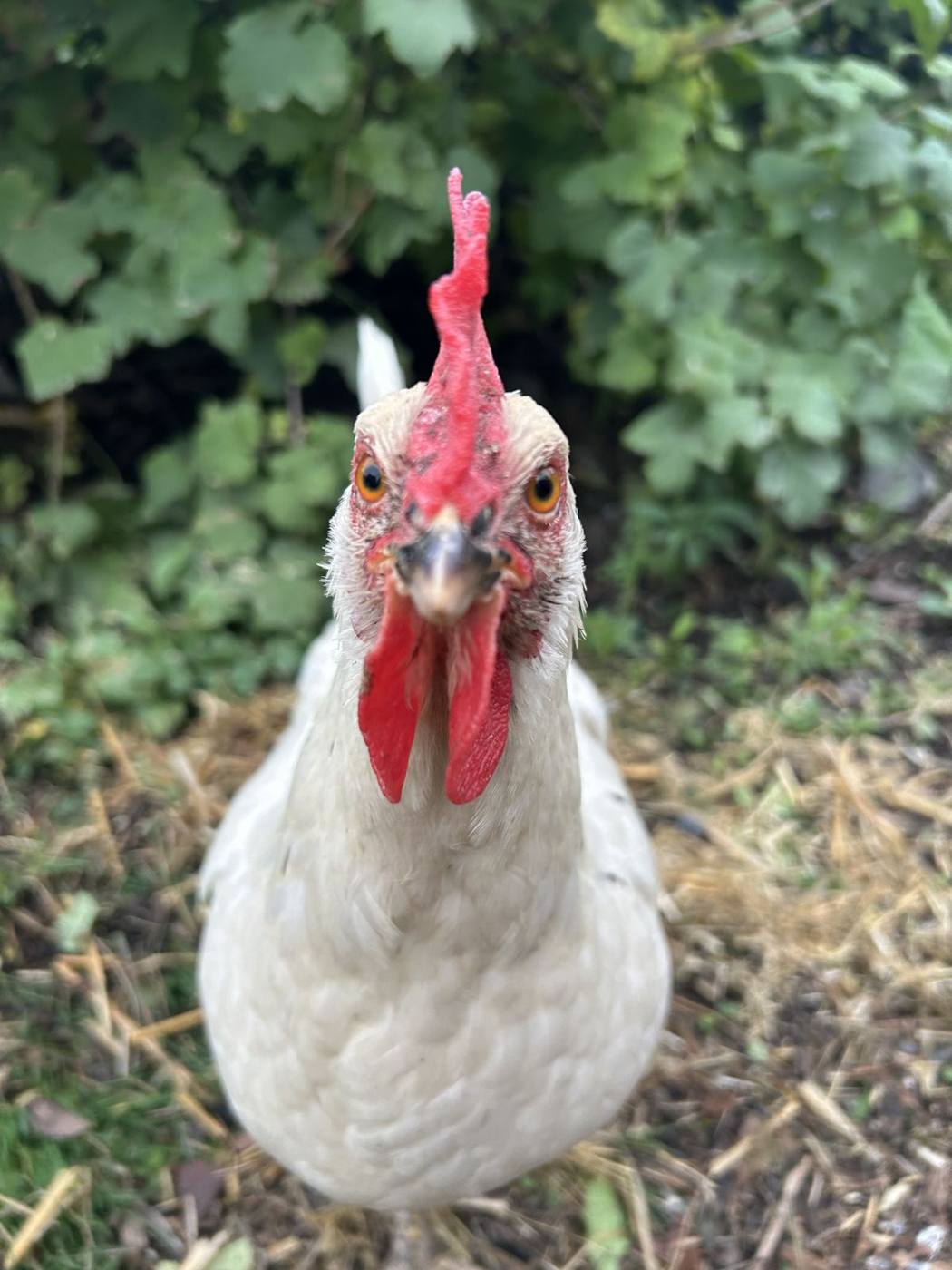 Un coq du poulailler