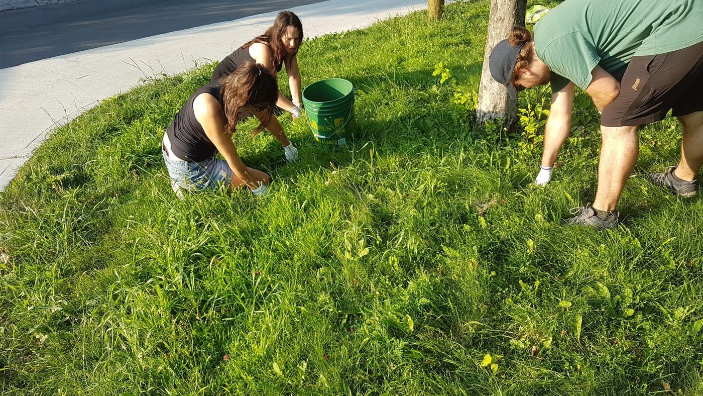 Members weeding together in the collective garden