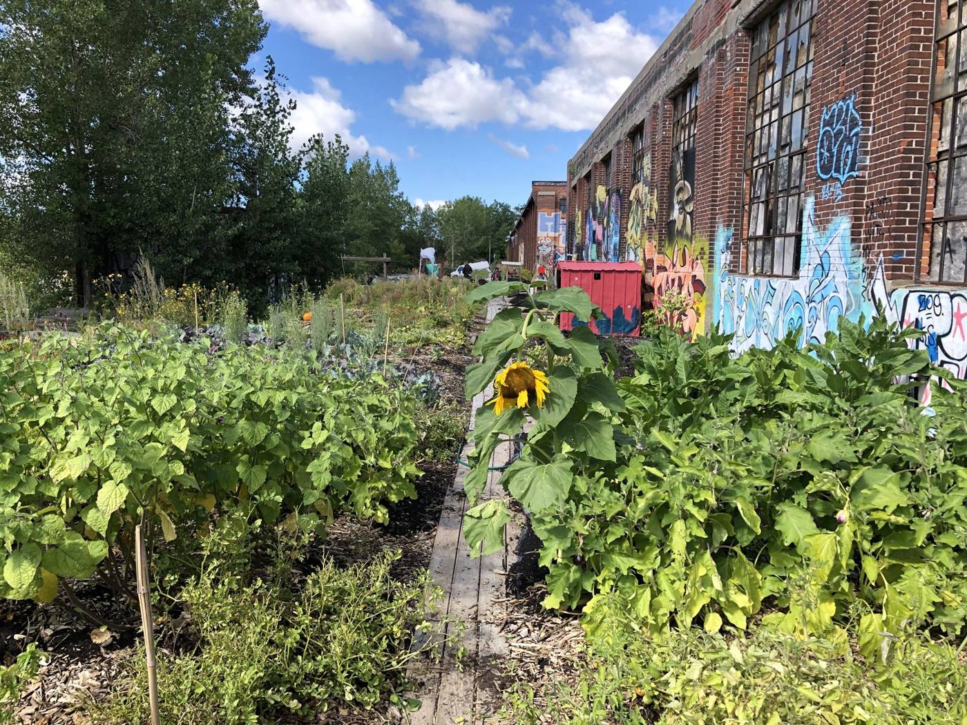 Planches de culture des jardins collectifs