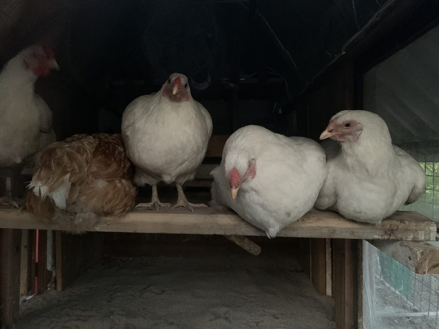 Poules sur leur perchoir