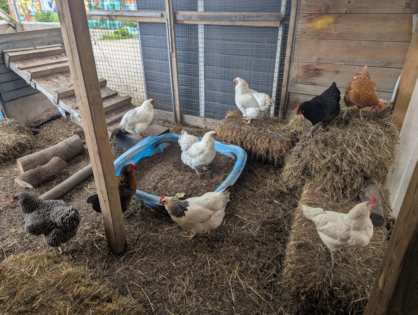 Poules dans le poulailler