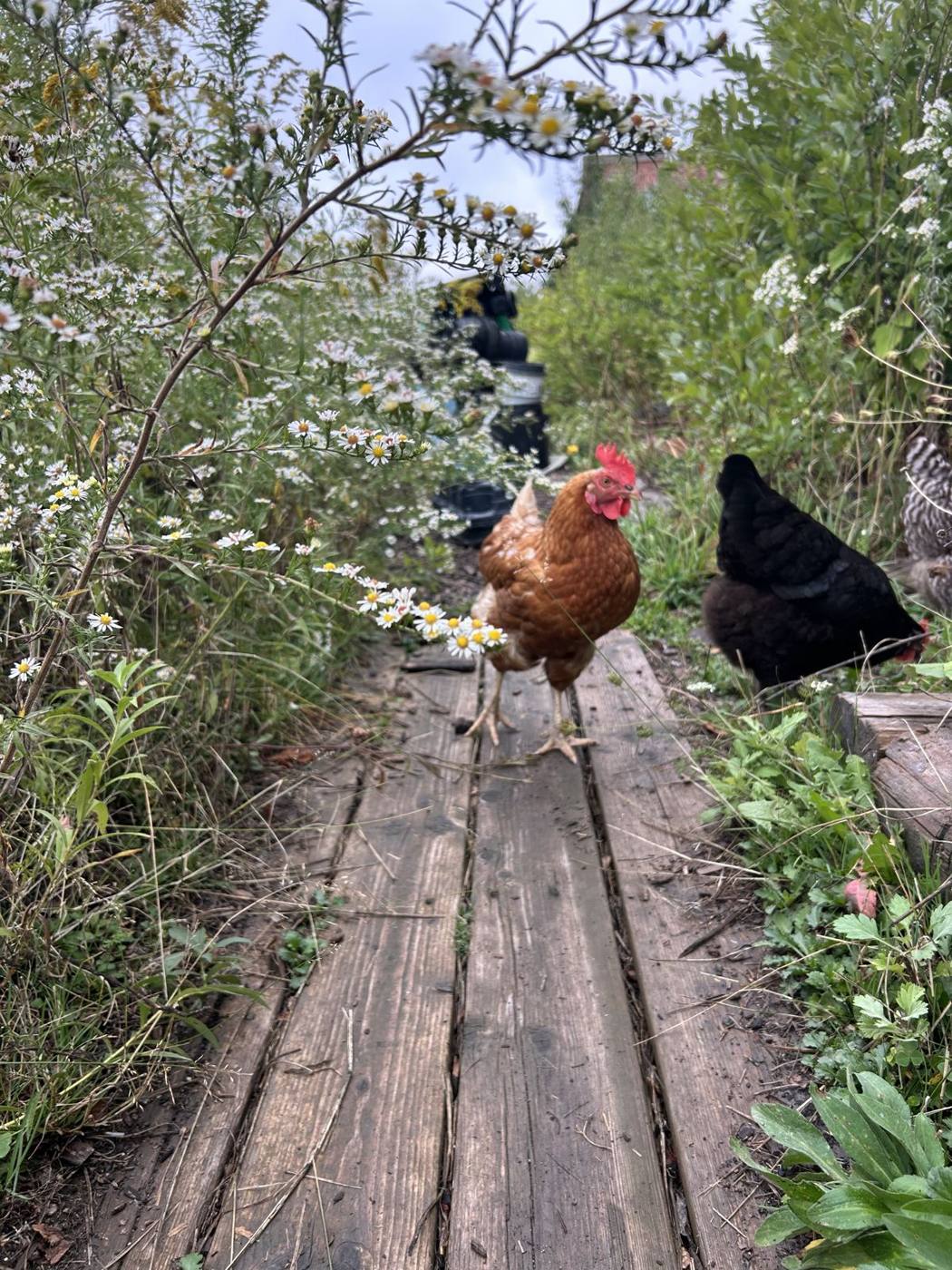 Poules en liberté dans le jardin