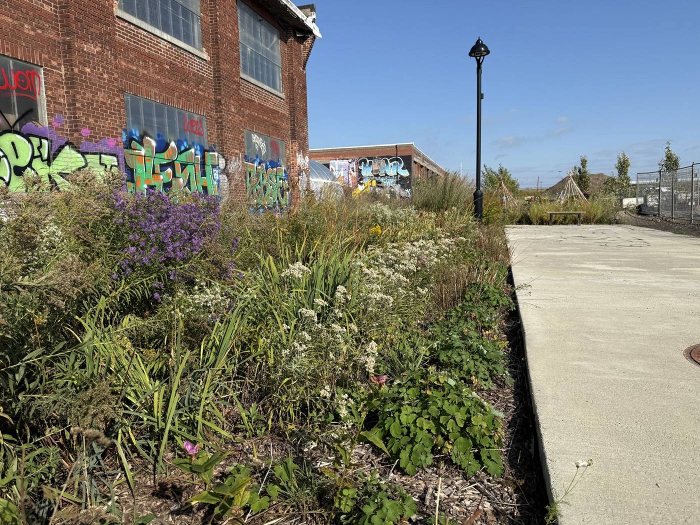Plantes indigènes en fleurs le long de la ruelle bleue-verte