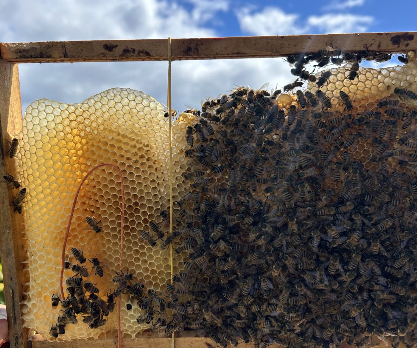 Cadre de ruche couvert d’abeilles, avec du miel