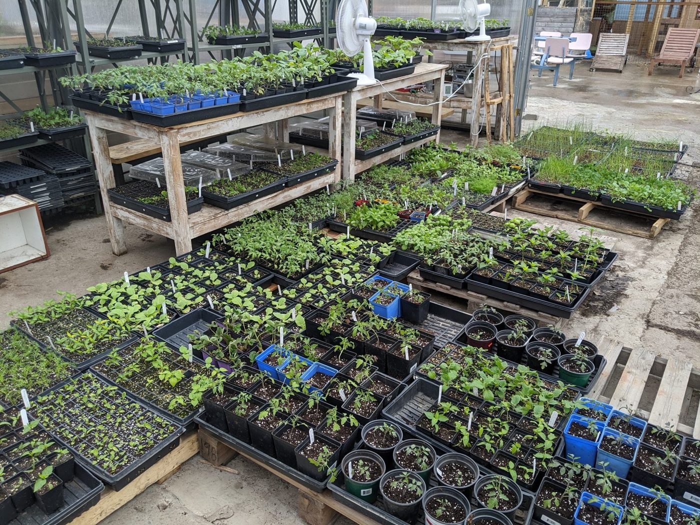 Trays of seedlings in the greenhouse