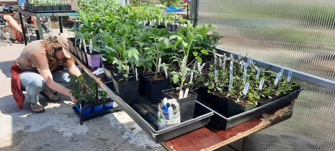 Tables de semis dans la serre au printemps