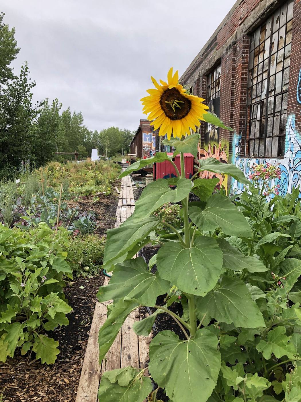 Tournesol dans les jardins collectifs